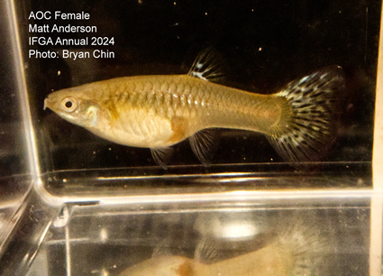 Female guppy aoc